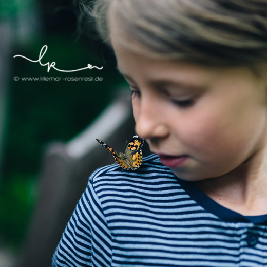 Schmetterlingsgarten, insect lore, Distelfalter, kleines Wunder, Metamorphose, Lillemor, lebendige Fotografie, Bietigheim-Bissingen