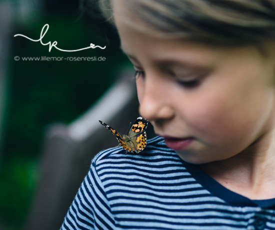 Schmetterlingsgarten, insect lore, Distelfalter, kleines Wunder, Metamorphose, Lillemor, lebendige Fotografie, Bietigheim-Bissingen