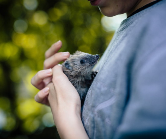 Igel, Igelkind, Igelbaby, Igelhilfe, Findelkind