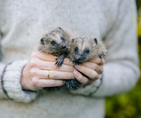 Igel, Igelkinder, Igelhilfe, Findelkinder, Liese & Lotte