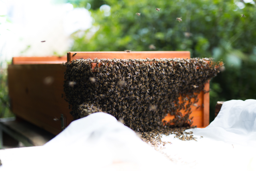 Bienenkiste, Mellifera, wesensgetreue Bienenhaltung, Naturschwarm, Einlogieren, Einlaufen lassen