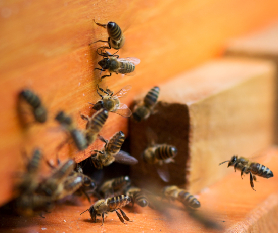 Bienenkiste, Mellifera, wesensgetreue Bienenhaltung,