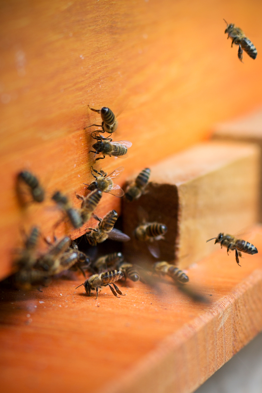 Bienenkiste, Mellifera, wesensgetreue Bienenhaltung,