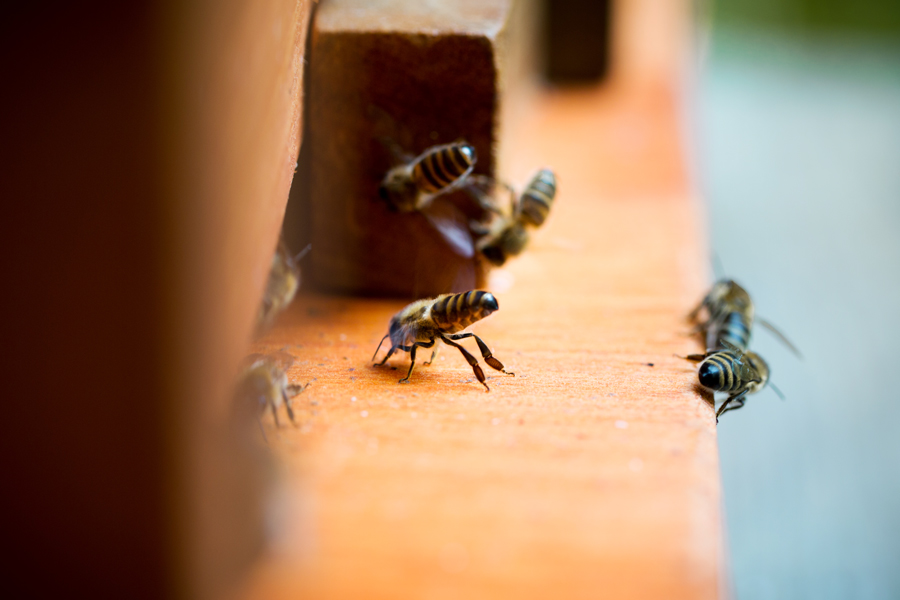 Bienenkiste, Mellifera, wesensgetreue Bienenhaltung, sterzeln