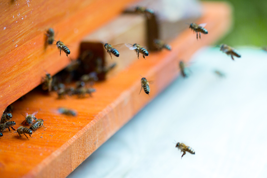Bienenkiste, Mellifera, wesensgetreue Bienenhaltung,