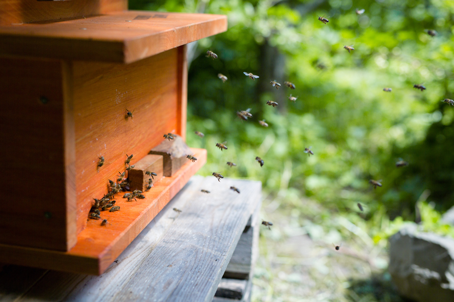 Bienenkiste, Mellifera, wesensgetreue Bienenhaltung, einfliegen