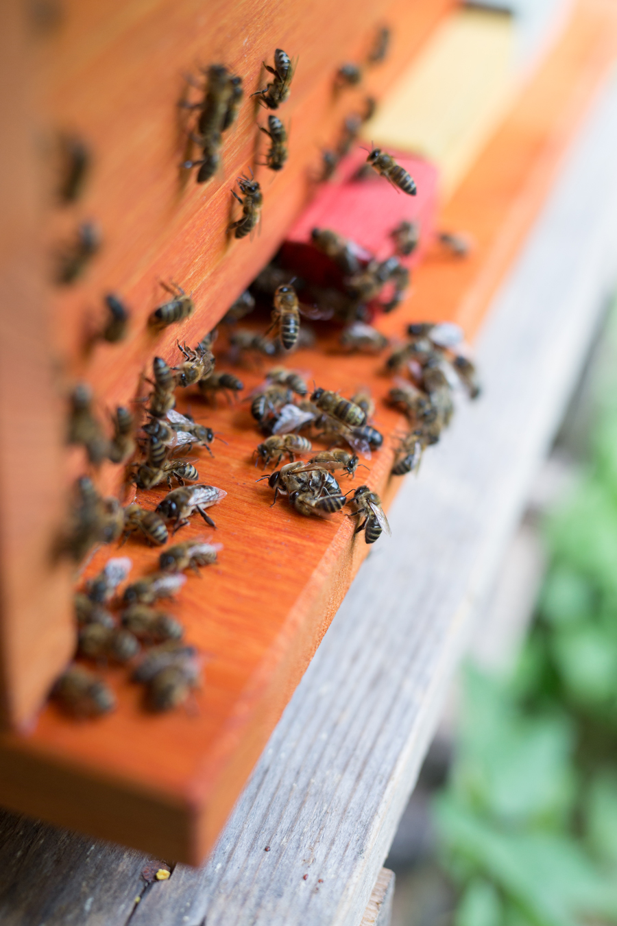 Drohnenschlacht, wesensgemäße Bienenhaltung, wesenstreue Bienenhaltung, wesensgetreue Bienenhaltung, Bienenkiste