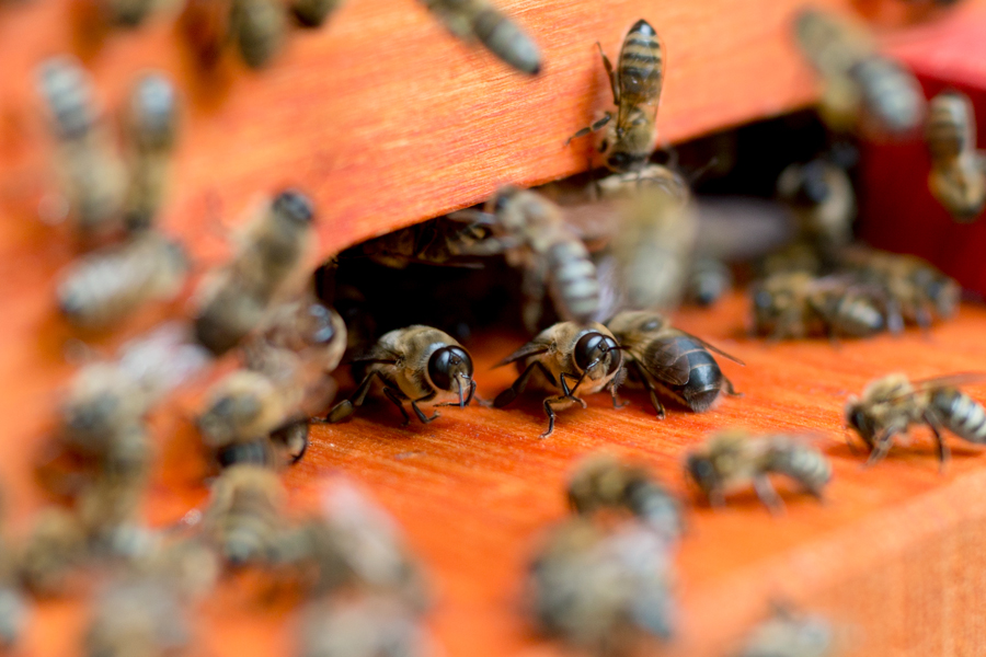Drohnenschlacht, wesensgemäße Bienenhaltung, wesenstreue Bienenhaltung, wesensgetreue Bienenhaltung, Bienenkiste