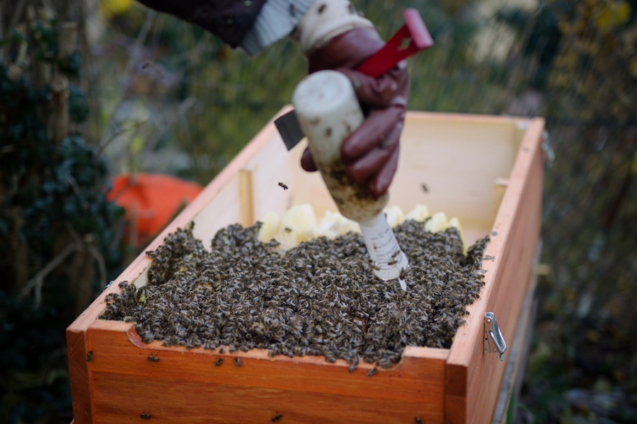 Oxalsäure-Behandlung, Bienenkiste, Varroa