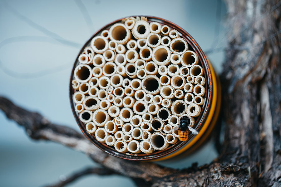 Wildbienen-Nisthilfe aus einer Konservendose mit Schilf und Bambus
