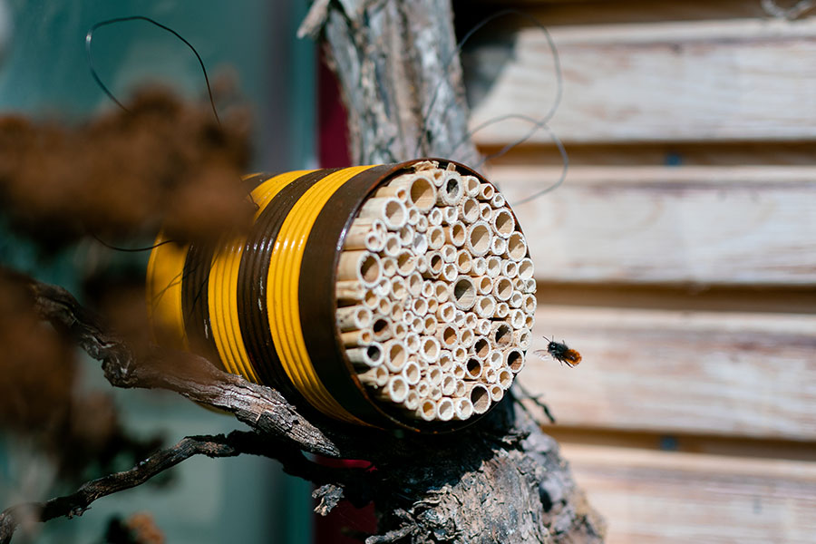Wildbienen-Nisthilfe aus einer Konservendose mit Schilf und Bambus