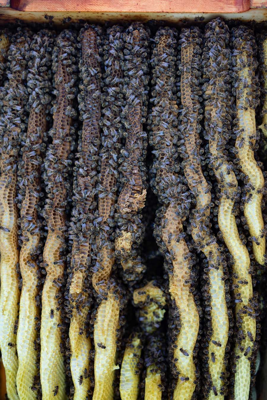 Naturwabenbau, Bienenkiste, Mellifera