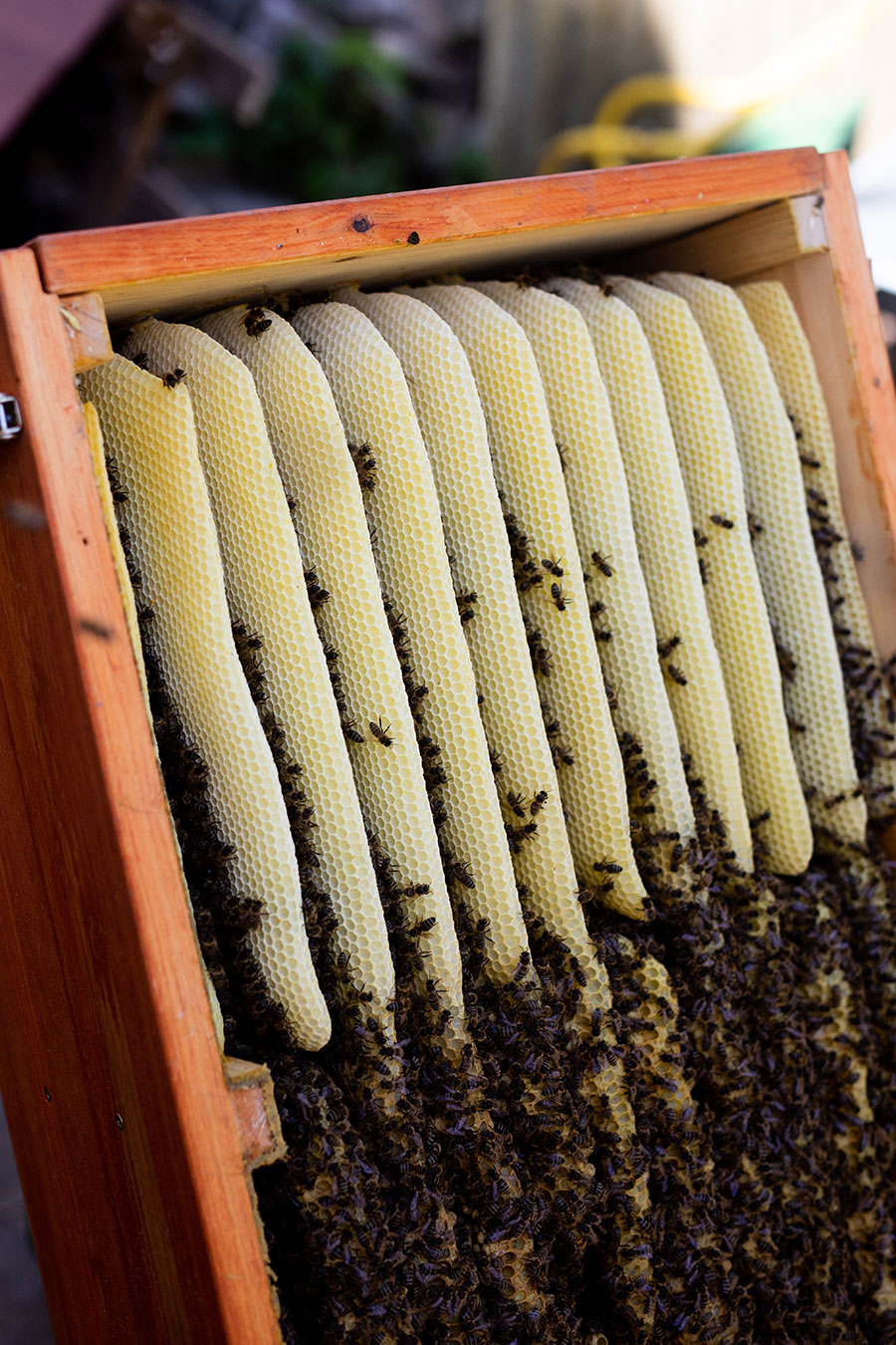 Honigraum, Honigleisten, Bienenkiste, wesensgemäße Bienenhaltung, Mellifera, Schwarmkontrolle, Spielnäpfchen