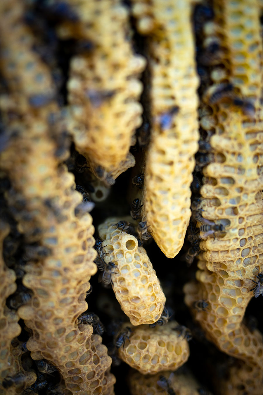 Bienenkiste, wesensgemäße Bienenhaltung, Mellifera, Schwarmkontrolle, Spielnäpfchen, Drohnenbrut
