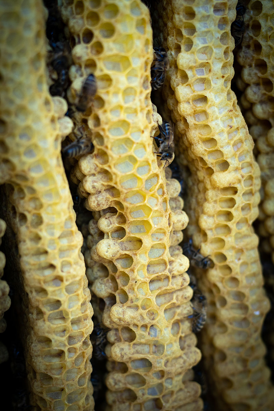 Bienenkiste, wesensgemäße Bienenhaltung, Mellifera, Schwarmkontrolle, Spielnäpfchen, Drohnenbrut