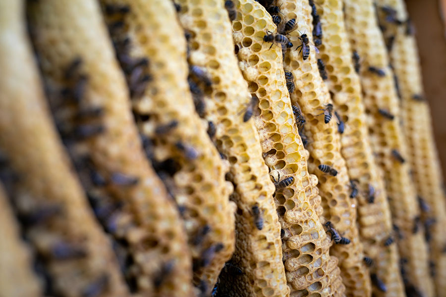 Bienenkiste, wesensgemäße Bienenhaltung, Mellifera, Schwarmkontrolle, Spielnäpfchen