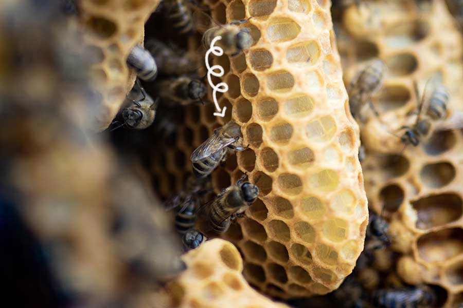 Schwarmkontrolle in der Bienenkiste