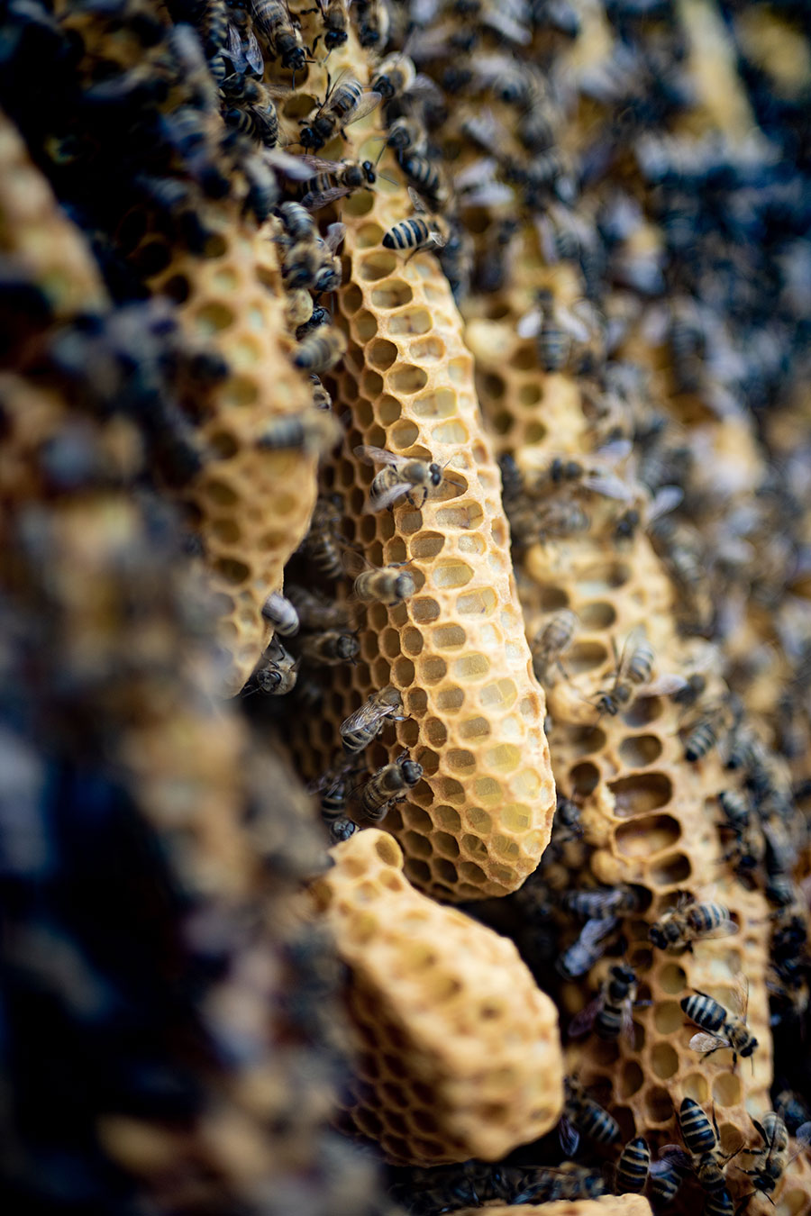 Mellifera, Bienenkiste, wesensgemäße Bienenhaltung, Schwarmkonrtolle