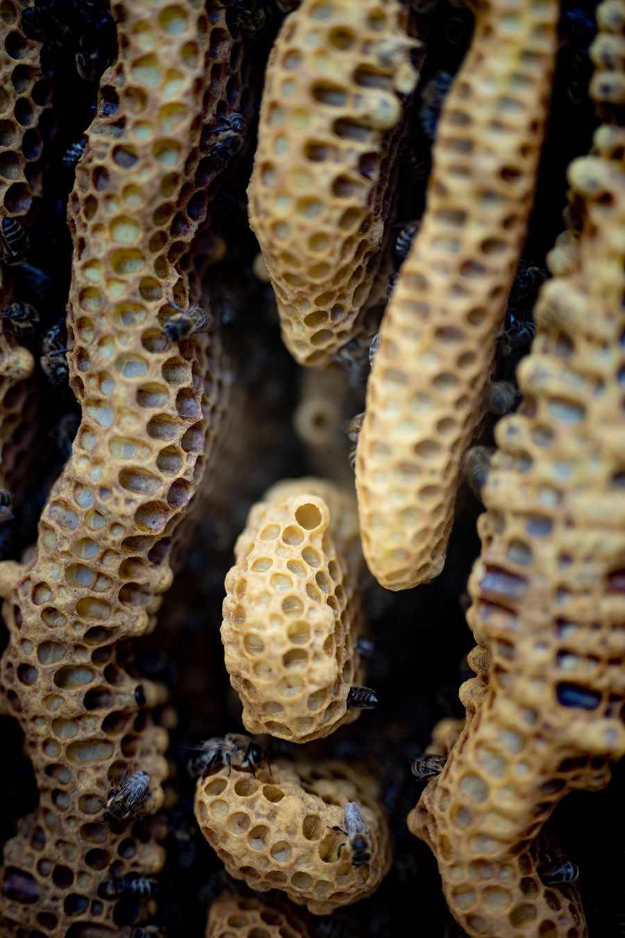 Mellifera, Bienenkiste, wesensgemäße Bienenhaltung, Schwarmkonrtolle