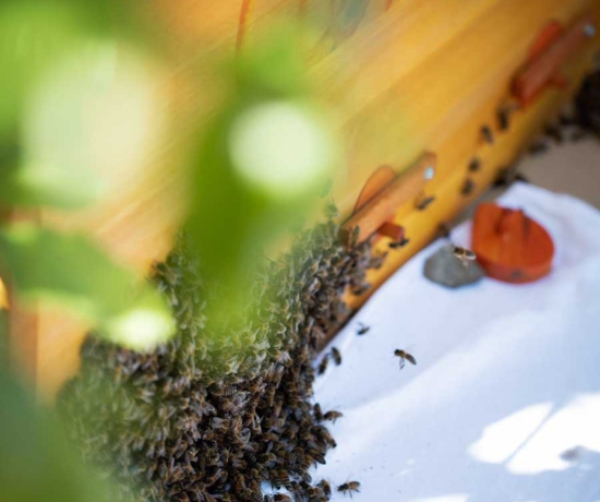 Mellifera Einraumbeute, wesensgemäße Bienenhaltung, naturnahe Bienenhaltung, Schwarmeinzug, Naturschwarm