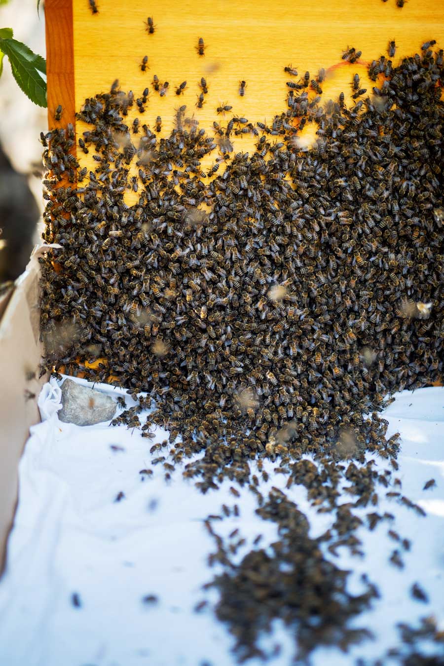 Mellifera Einraumbeute, wesensgemäße Bienenhaltung, naturnahe Bienenhaltung, Schwarmeinzug, Naturschwarm