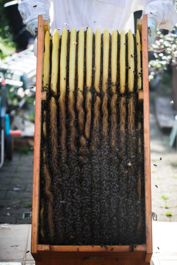 Lullabee, Mellifera Bienenkiste, wesensgemäße Bienenhaltung, Naturwabenbau, Honigraum, Honigwaben