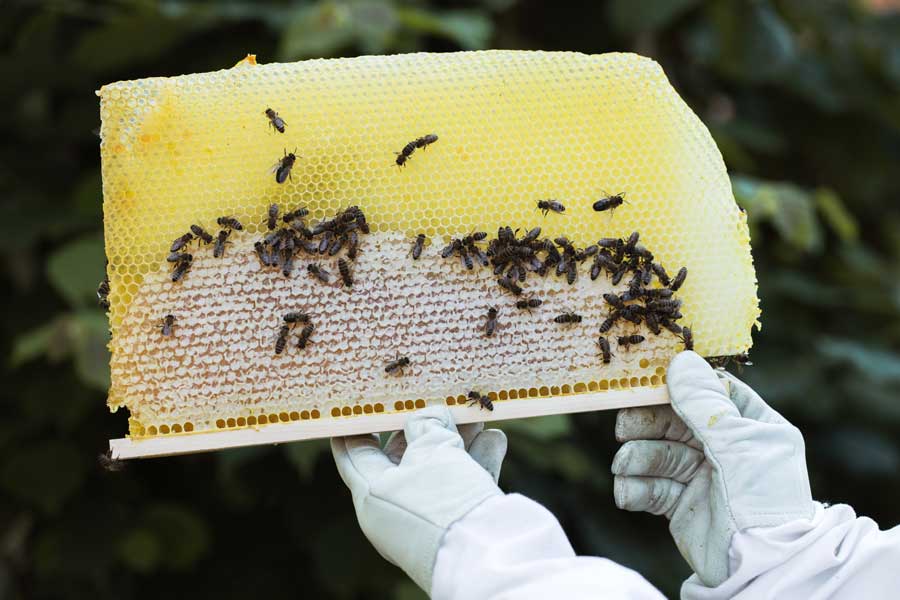 Lullabee, Bienentagebuch, Mellifera Bienenkiste, wesensgemäße Bienenhaltung, Honigraum, Honigwaben