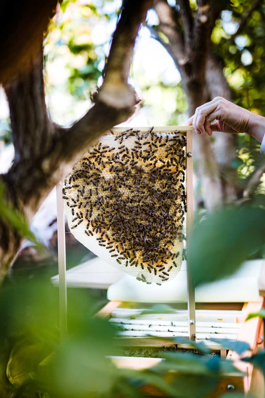 Mellifera Einraumbeute, Naturwabenbau, wesensgemäße Bienenhaltung