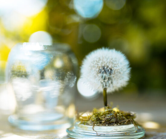 Pusteblumen haltbar machen, Pusteblume im Glas