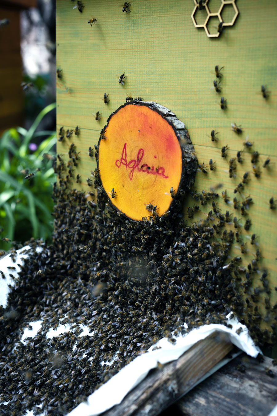 Mellifera, Einraumbeute, Strohbeute, wesensgemäße Bienenhaltung, Bienenschwarm, Bienentagebuch, Vimmerbee, Schwarmfangkiste, Schwarmfangbox, Einlauf der Bienen
