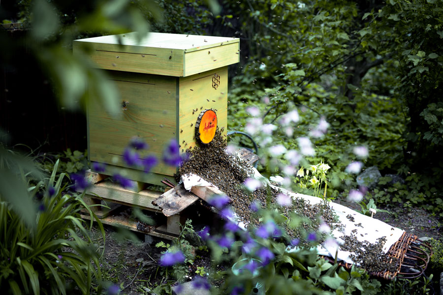 Mellifera, Einraumbeute, Strohbeute, wesensgemäße Bienenhaltung, Bienenschwarm, Bienentagebuch, Vimmerbee, Schwarmfangkiste, Schwarmfangbox, Einlauf der Bienen