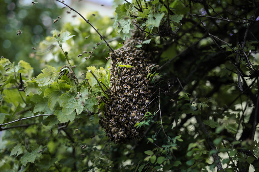 Mellifera, Einraumbeute, Strohbeute, wesensgemäße Bienenhaltung, Bienenschwarm, Bienentagebuch, Vimmerbee