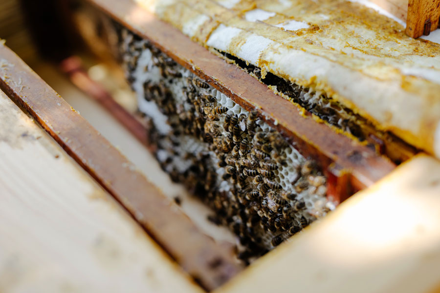 Mellifera, Einraumbeute, Vimmerbee, wesensgemäße Bienenhaltung, Naturwaben, Naturwabenbau, Strohbeute, Honigraum