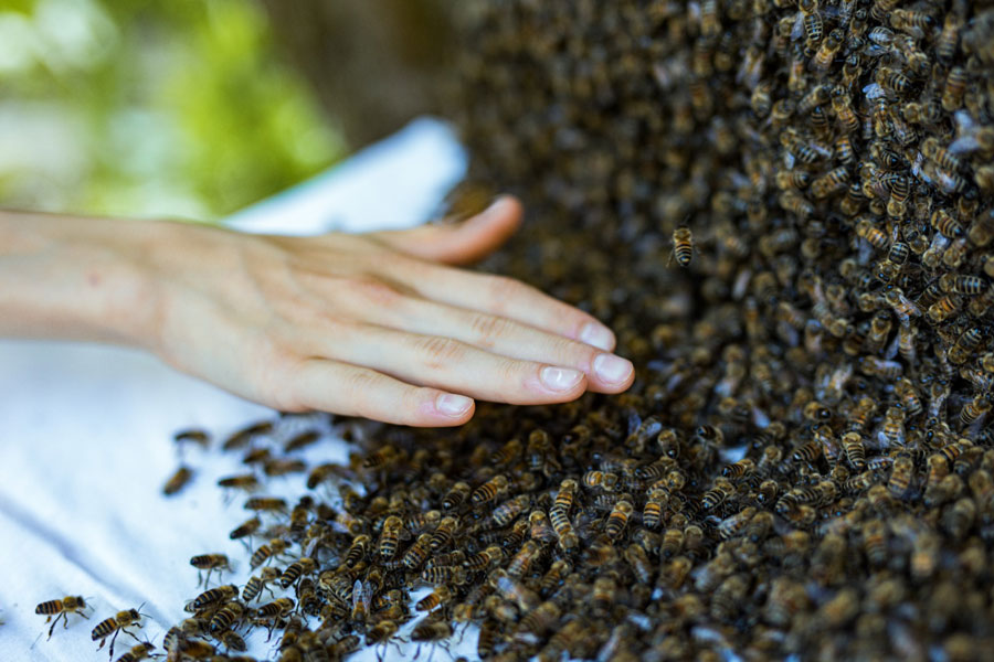 Bienen streicheln, Mellifera, Einraumbeute, Bienenschwarm, Schwarmzeit, Frieda, Vimmerbee, wesensgemäße Bienenhaltung