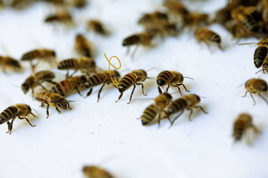 Nassanoffdrüse, Mellifera, Einraumbeute, Bienenschwarm, Schwarmzeit, Frieda, Vimmerbee, wesensgemäße Bienenhaltung