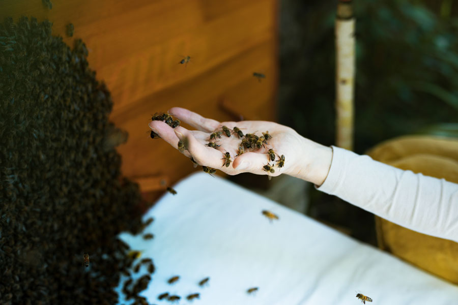 Mellifera, Einraumbeute, Bienenschwarm, Schwarmzeit, Frieda, Vimmerbee, wesensgemäße Bienenhaltung