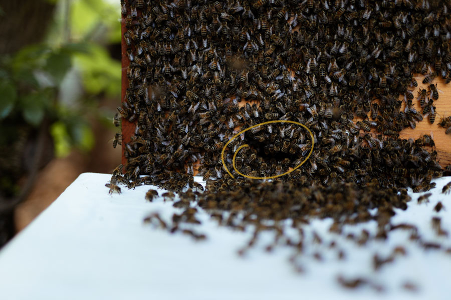 Mellifera, Einraumbeute, Bienenschwarm, Schwarmzeit, Frieda, Vimmerbee, wesensgemäße Bienenhaltung